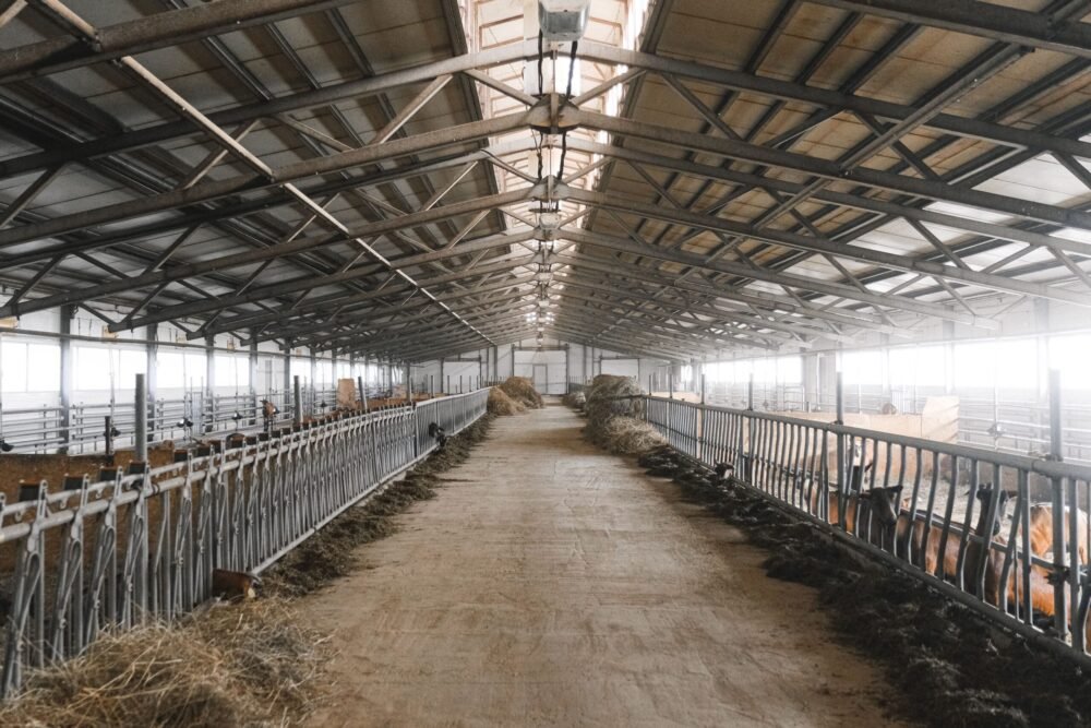 Wide-angle view of a barn interior, showcasing feeding areas for cattle in an agricultural setting.